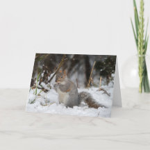 Squirrel Christmas Card