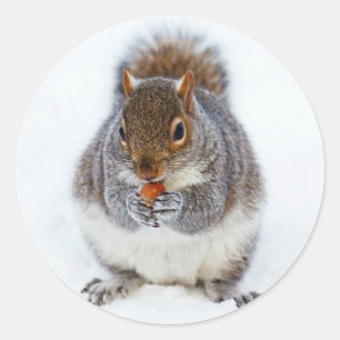 Squirrel Classic Round Sticker
