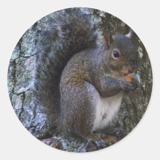 Squirrel Classic Round Sticker