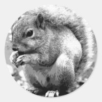 Squirrel