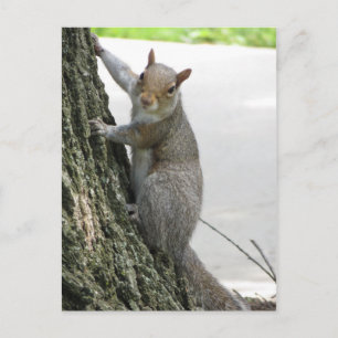Squirrel Climbing Tree Postcard