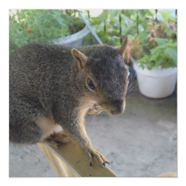 Squirrel Close UP Perfect Poster (Front)