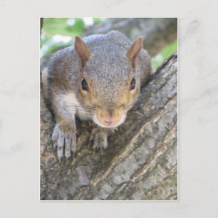 Squirrel Close Up Postcard