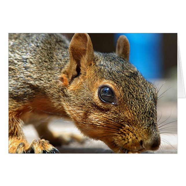 Squirrel Closeup Eating (Front Horizontal)