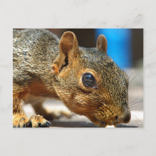 Squirrel Closeup Eating Postcard
