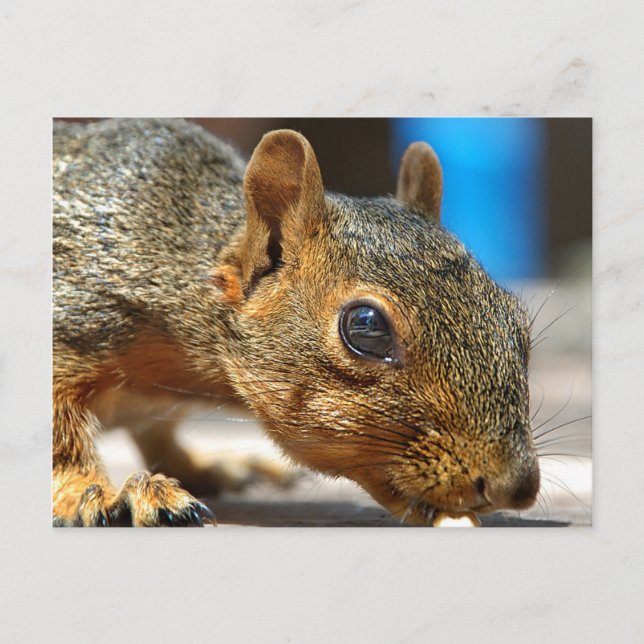 Squirrel Closeup Eating Postcard (Front)