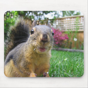 Squirrel Closeup Mouse Pad