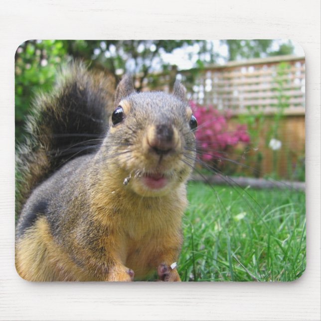Squirrel Closeup Mouse Pad (Front)