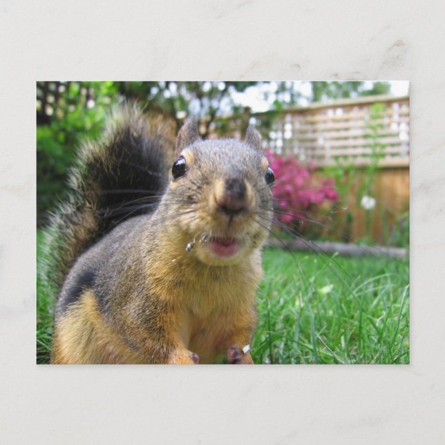 Squirrel Closeup Postcard (Front)