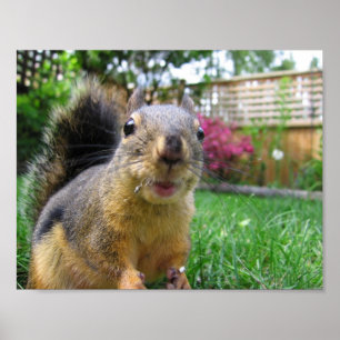 Squirrel Closeup Poster