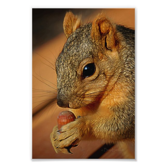 Squirrel Closeup with Nut Photo Print (Front)