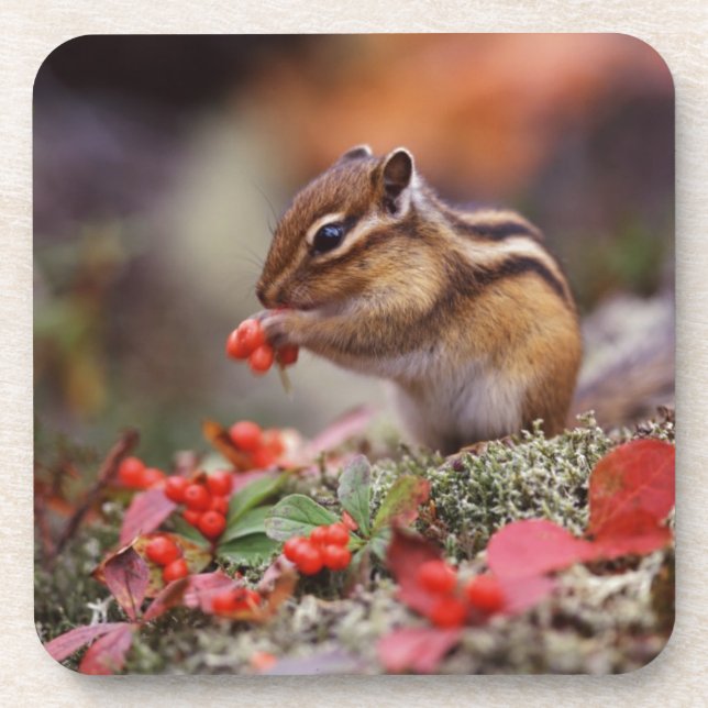 Squirrel Coaster (Front)