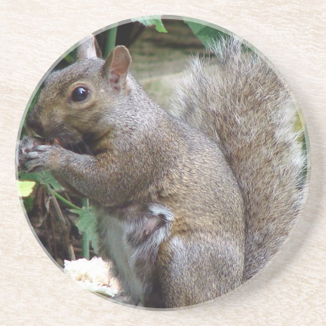Squirrel Coaster (Front)