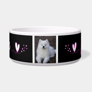 Squirrel, dog bowl, cat, c animal