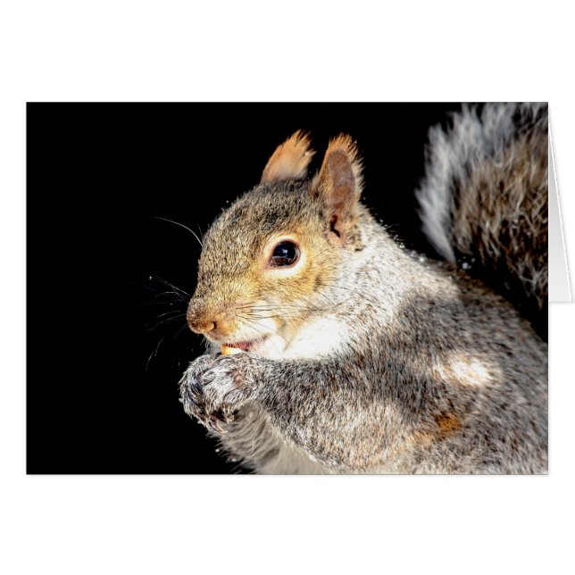 Squirrel eating a nut (Front Horizontal)