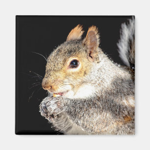 Squirrel eating a nut magnet
