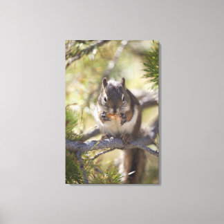 Squirrel eating a pine cone 2 canvas print