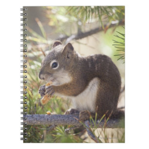 Squirrel eating a pine cone 2 spiral notebook