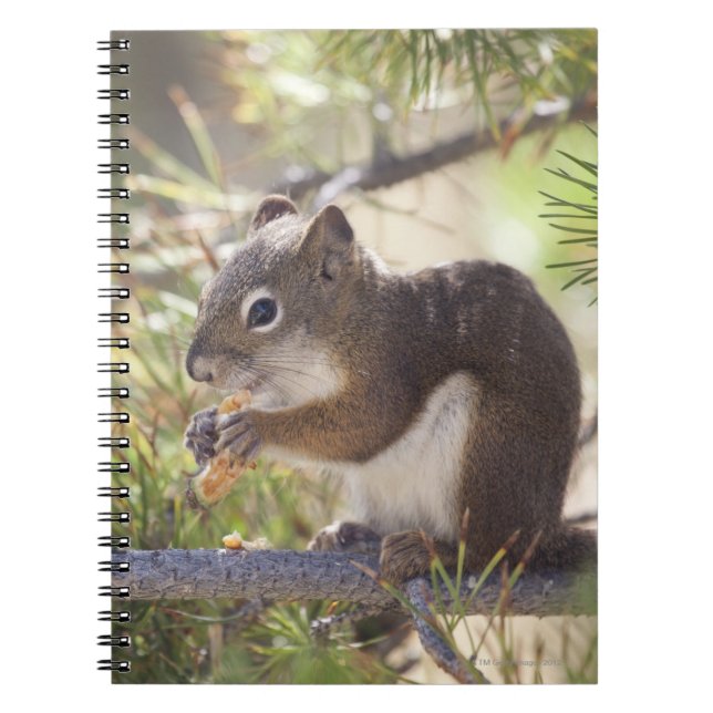 Squirrel eating a pine cone 2 spiral notebook (Front)