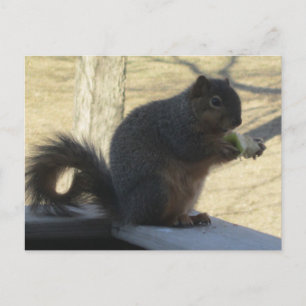 Squirrel Eating An Apple Postcard