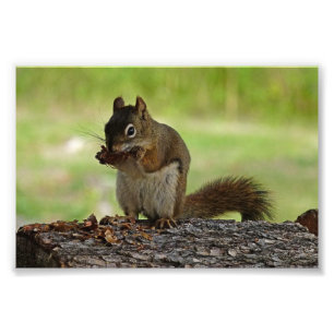 Squirrel eating Cone Photo Print