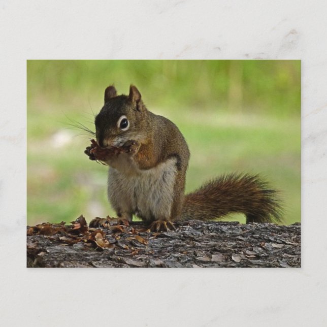 Squirrel eating Cone Postcard (Front)
