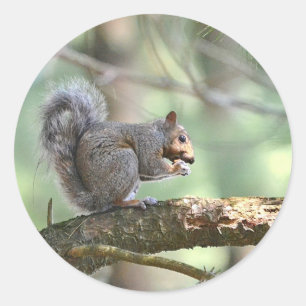 Squirrel Eating Lunch Sticker