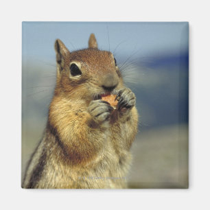 Squirrel eating magnet