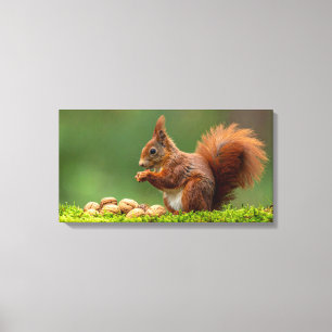 Squirrel Eating Nuts Canvas Print