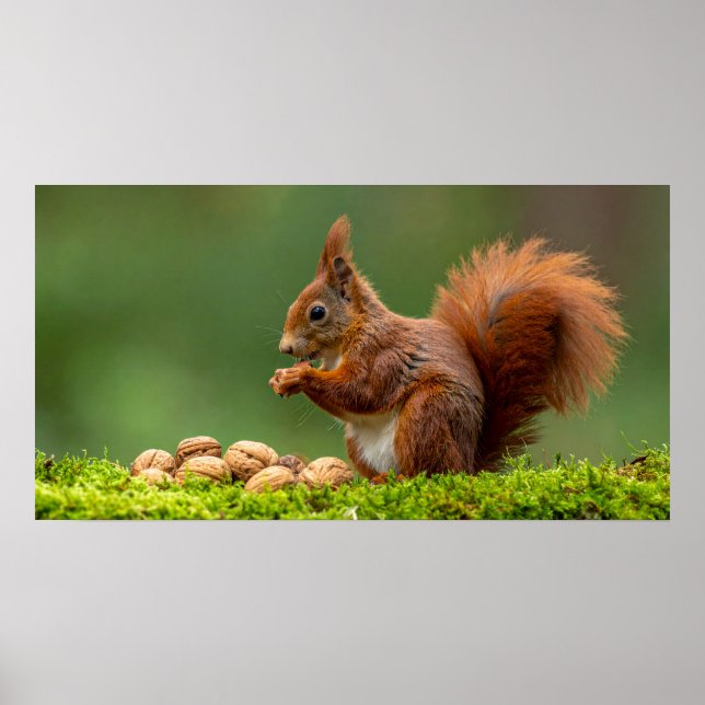 Squirrel Eating Nuts Poster (Front)