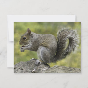 Squirrel eating on a rock postcard