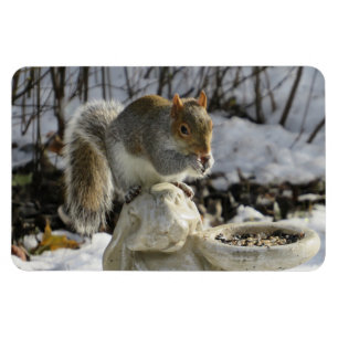 Squirrel Eating On Rabbit Bird Feeder Magnet
