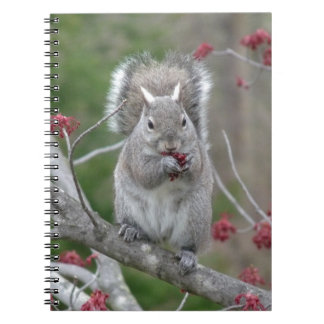 Squirrel eating spiral notebook