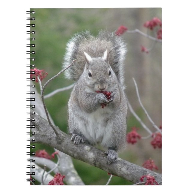Squirrel eating spiral notebook (Front)
