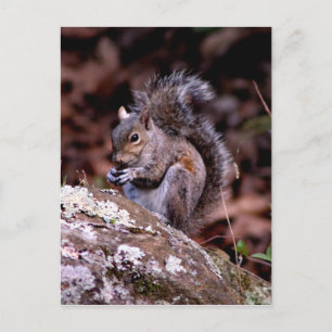 Squirrel enjoying His Meal Postcard