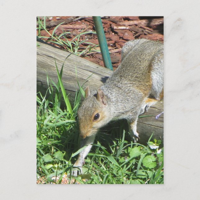 Squirrel Extending Paw Postcard (Front)