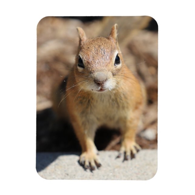 Squirrel Face Magnet (Vertical)