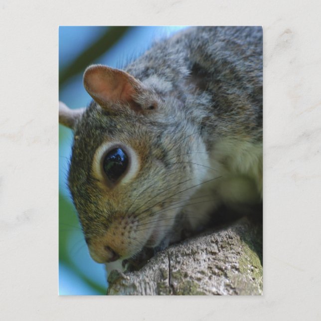 Squirrel Face Postcards (Front)