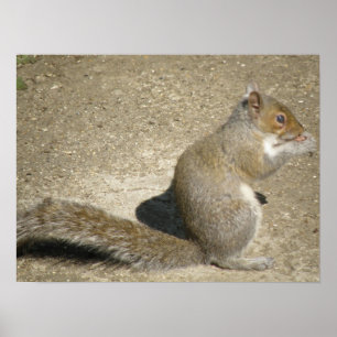 Squirrel Feeding Time Print
