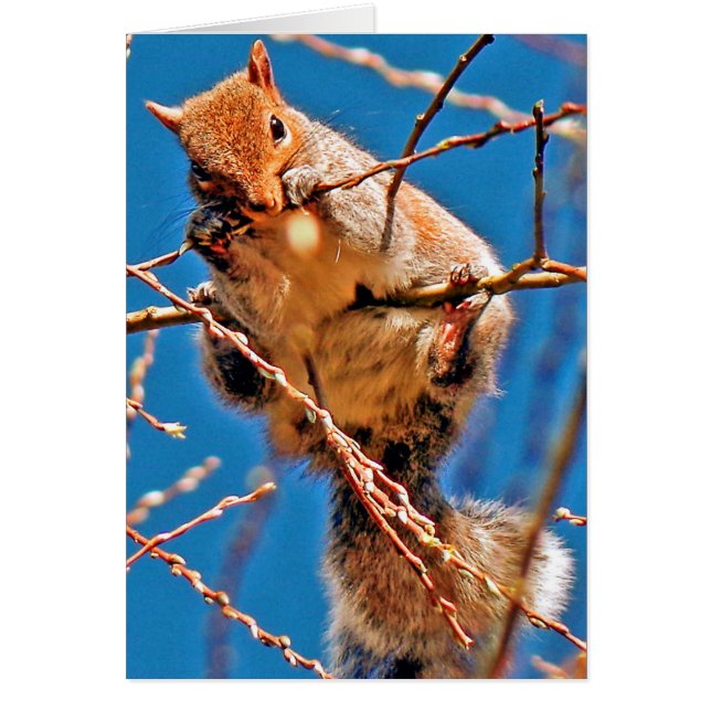 Squirrel (Gray) (Front)