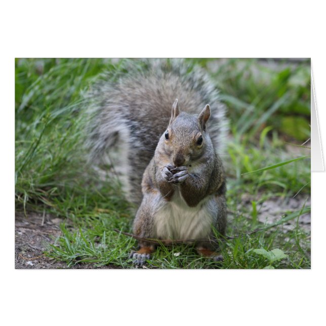Squirrel Greeting Card (Front Horizontal)