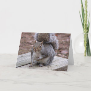 Squirrel Greeting Card