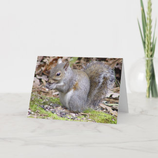 Squirrel Greeting Card