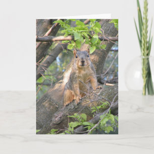 Squirrel Greeting Card
