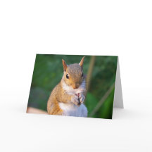 Squirrel Greeting Card