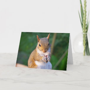 Squirrel Greeting Card