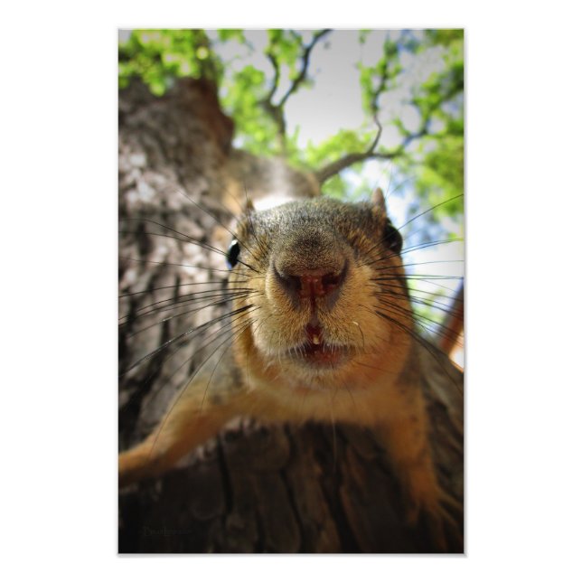 Squirrel Hanging Closeup 1 Photo Print (Front)