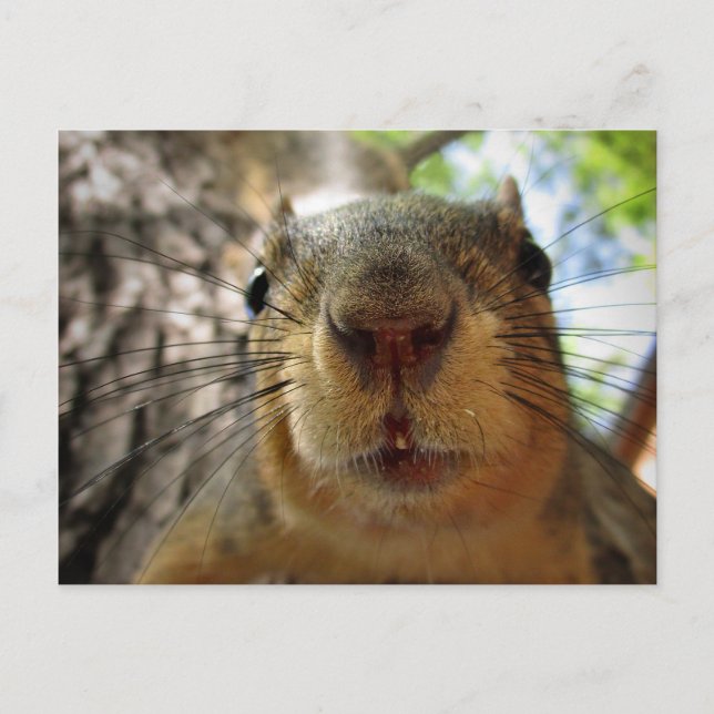 Squirrel Hanging Closeup 1 Postcard (Front)
