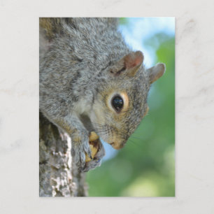 Squirrel Hanging in A Tree Postcard