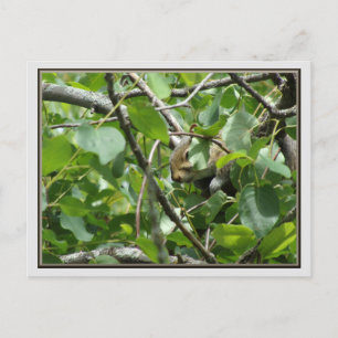 Squirrel Hiding in a Tree Postcard